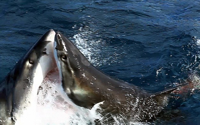 Μάχη ανάμεσα σε δύο λευκούς καρχαρίες