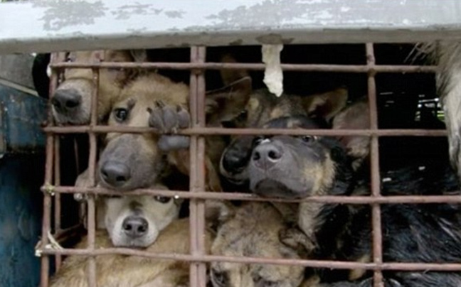 Η βιομηχανία σφαγής σκύλων στο Βιετνάμ