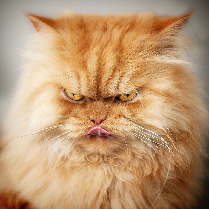 Ο πιο θυμωμένος γάτος