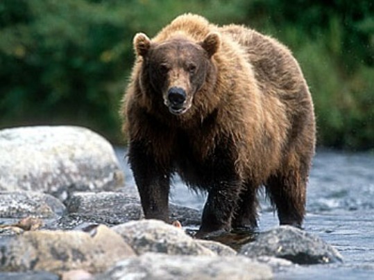 «Οι αρκούδες επιτίθενται&#8230; για να αμυνθούν»