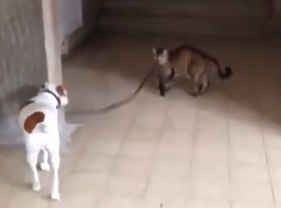 Γάτα βγάζει το σκύλο βόλτα