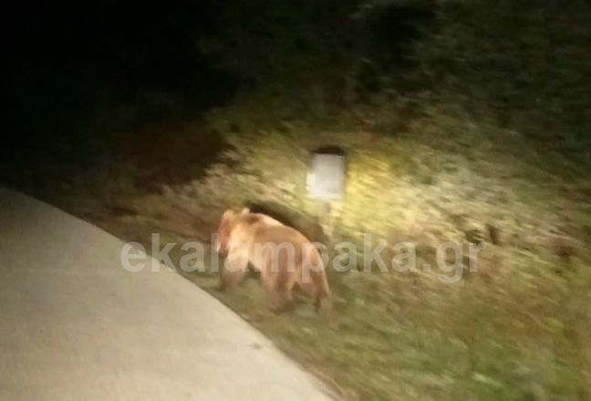 Η απρόσμενη συνάντηση οδηγού με μια αρκούδα