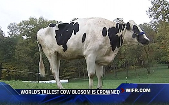 Η αγελάδα που βλέπει τον κόσμο από το 1.93!