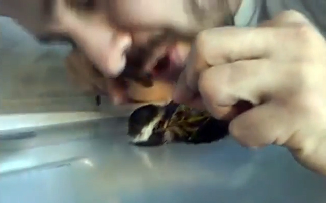 Κάνει τεχνητή αναπνοή σε&#8230; τραυματισμένο πουλί