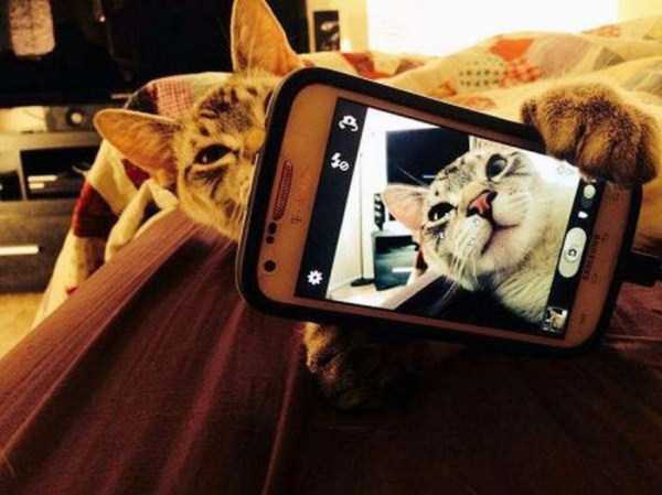 Αν οι γάτες τραβούσαν selfies