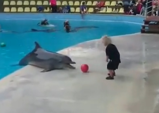 Το παιδί και το δελφίνι