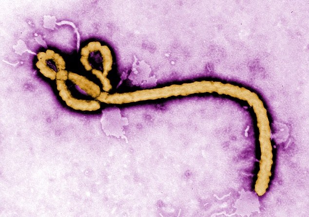 Για πόσο παραμένει ο ιός του Έμπολα στο σπέρμα