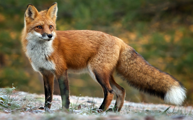 «Ιπτάμενα» εμβόλια κατά της λύσσας των κόκκινων αλεπούδων