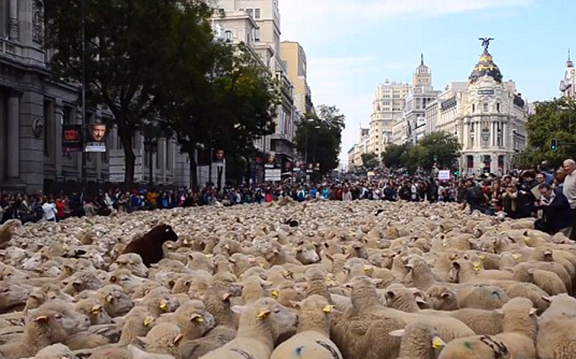Οι δρόμοι της Μαδρίτης «πλημμύρισαν» πρόβατα