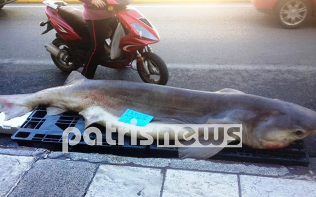 Ψάρεψαν γαλέο μήκους 3,2 μέτρων και 310 κιλών