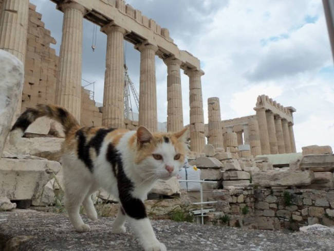 Γάτες ως… τουριστικές ατραξιόν