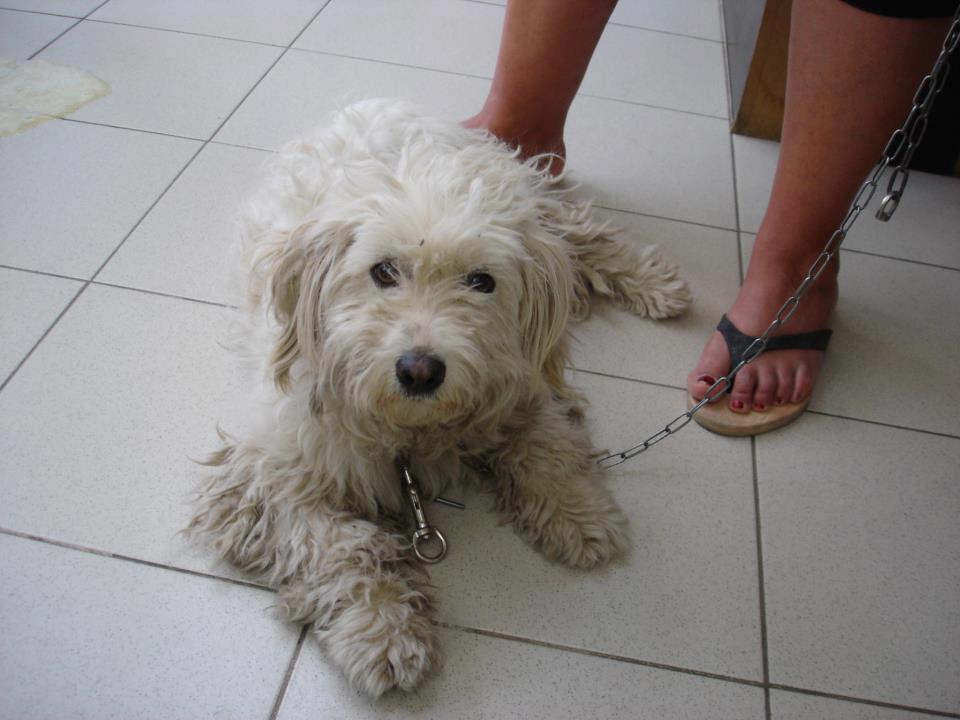 Η διάσωση του σκύλου τής κόστισε… 10.000 ευρώ