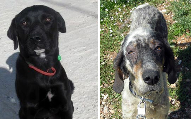 Χάθηκαν δύο σκυλάκια στο Πόρτο Ράφτη