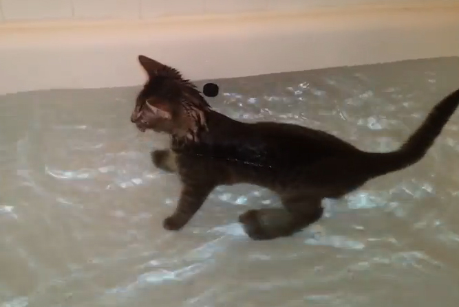 Μία γάτα που λατρεύει το νερό