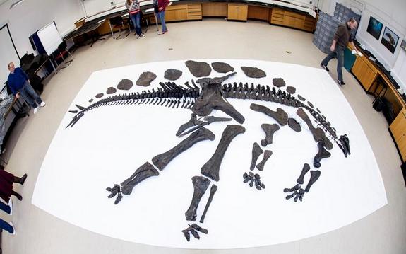 Σπάνιος σκελετός δεινόσαυρου θα εκτεθεί στο Λονδίνο