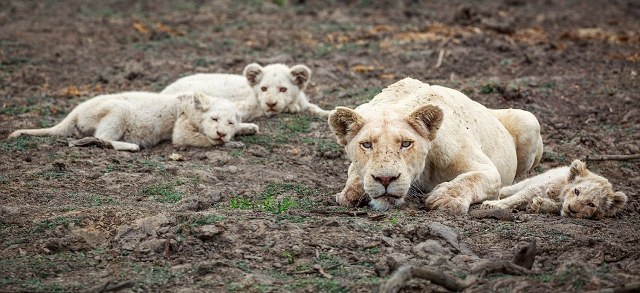 Σπάνιο θέαμα από λευκά λιοντάρια στη Φύση