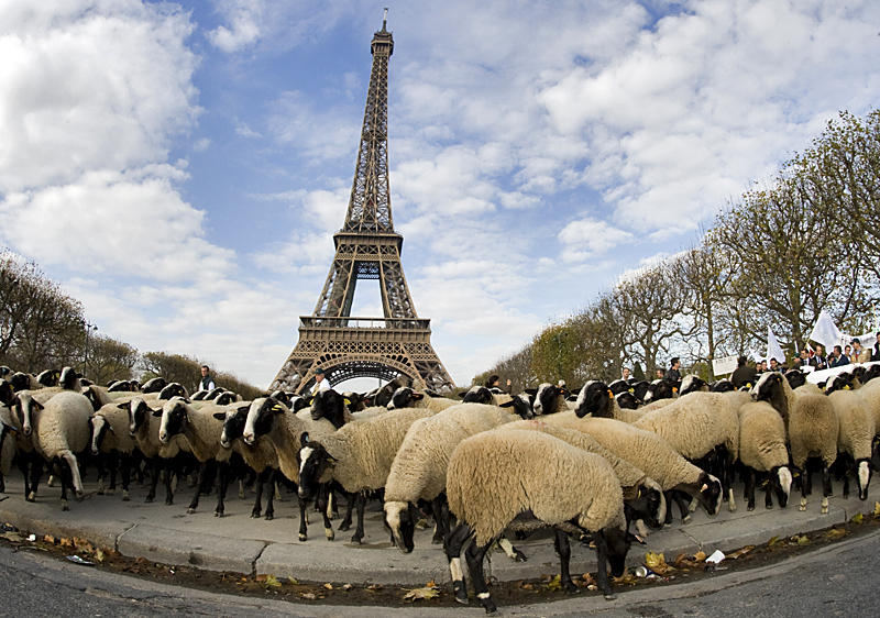 Τα πρόβατα «κατέλαβαν» τον Πύργο του Άιφελ