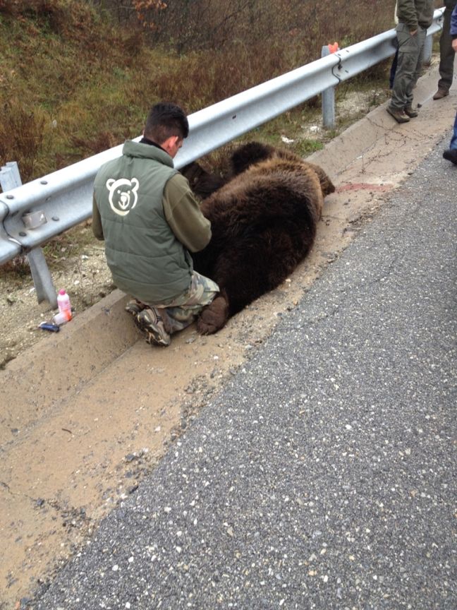 Νεκρό αρκουδάκι σε τροχαίο στην Καστοριά