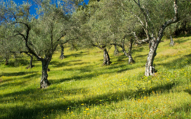 Σε εγρήγορση οι ελαιοπαραγωγοί της Κρήτης για τον δάκο