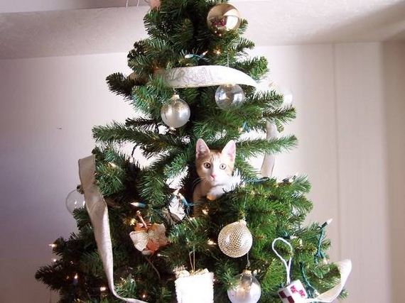 Γάτες και χριστουγεννιάτικα δέντρα