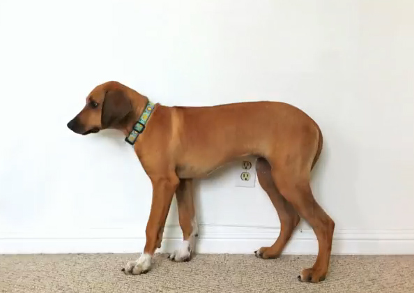 Το μεγάλωμα μιας σκυλίτσας
