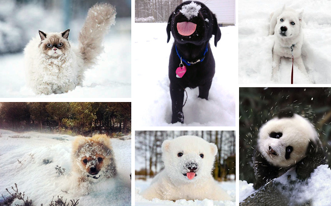 Και τα ζώα λατρεύουν το χιόνι