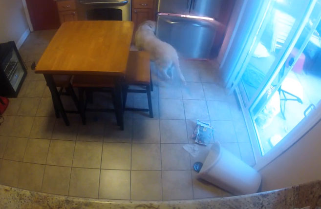 Σκύλος μόνος στην κουζίνα