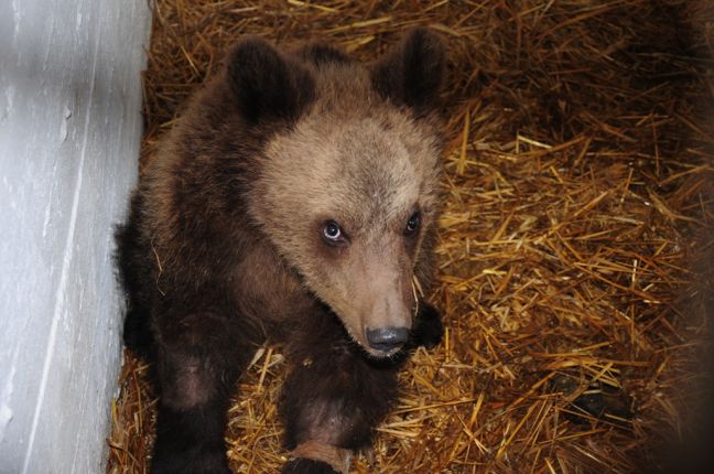 Αρκούδα βρέθηκε νεκρή με τρεις σφαίρες