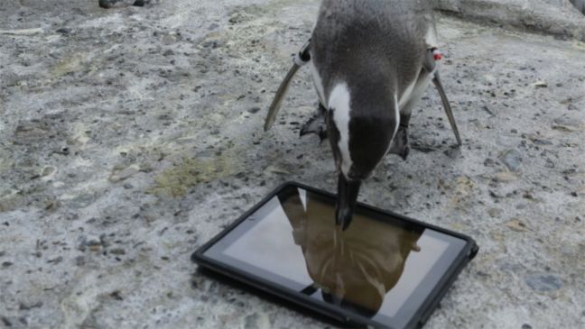 Ένα iPad&#8230; για τους πιγκουίνους