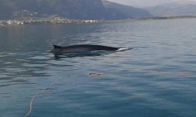 Μια φάλαινα στον Μαλιακό Κόλπο