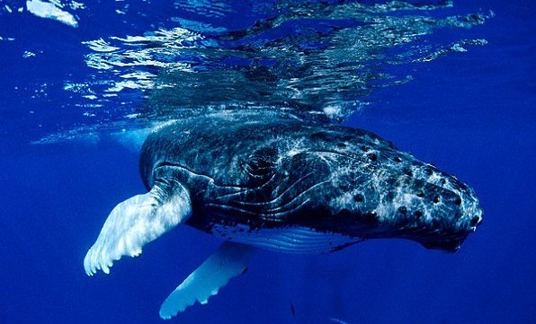 Οι φάλαινες τραγουδούν για να βρουν τροφή