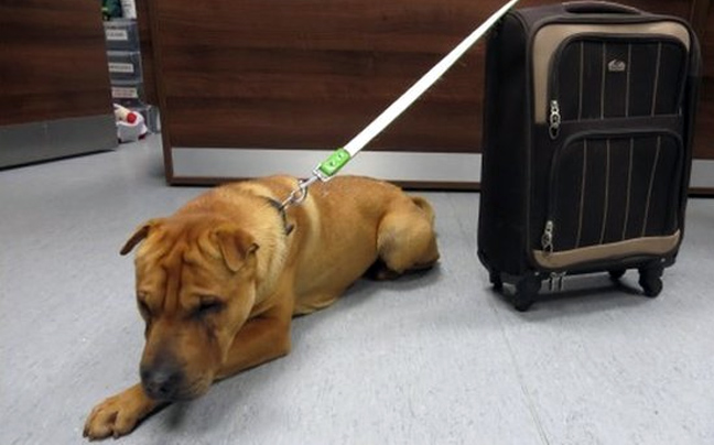 Εγκατέλειψαν σκύλο μαζί με μια&#8230; βαλίτσα με τα υπάρχοντά του