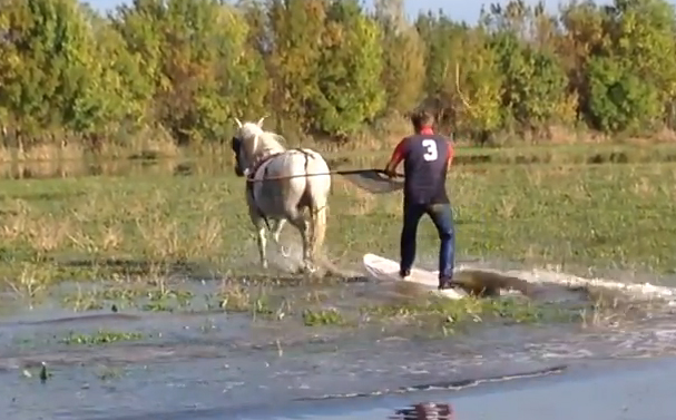 Wakeboard με… άλογο