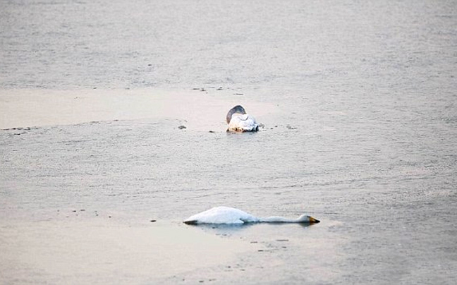 Κύκνος αυτοκτονεί σε λίμνη της Κίνας