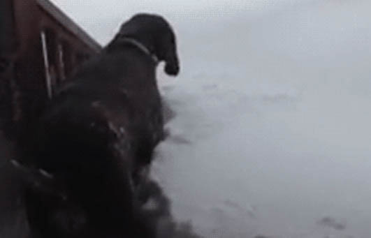 Σκύλος στα χιόνια