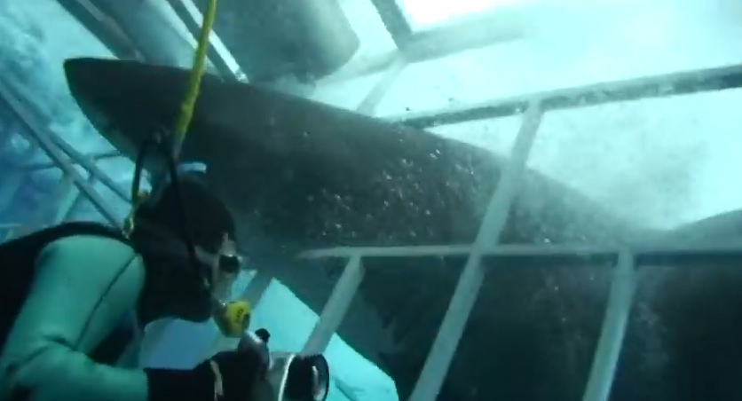 Πόσο προστατεύει το κλουβί από ένα λευκό καρχαρία;