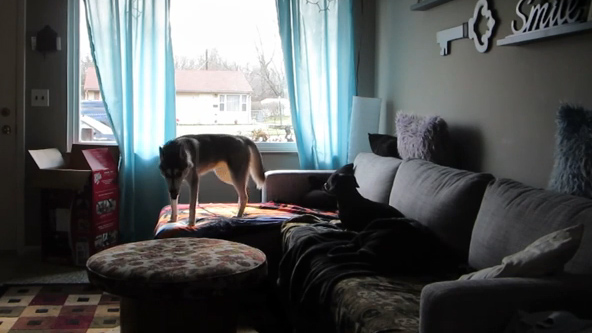 Όταν οι σκύλοι μένουν μόνοι στο σπίτι