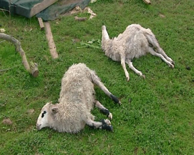 Αδέσποτοι σκύλοι έπνιξαν τα πρόβατα