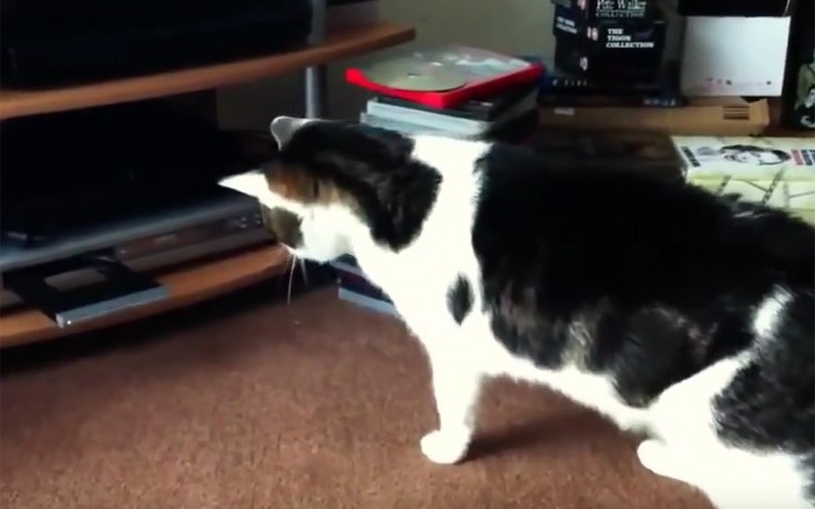 Γάτες εναντίον dvd players