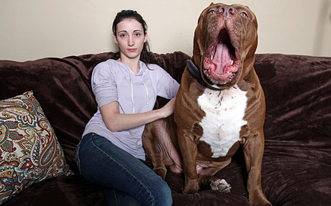 Can Female Dogs Be Named Wife Can Female Dogs Be Named Wife