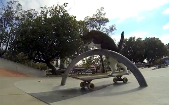 Η γάτα που λατρεύει το skate board