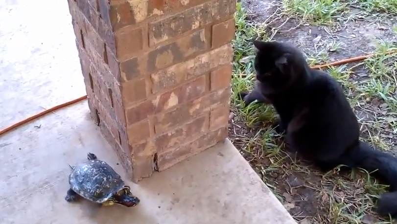 Τι συμβαίνει όταν μια γάτα συναντά μια χελώνα