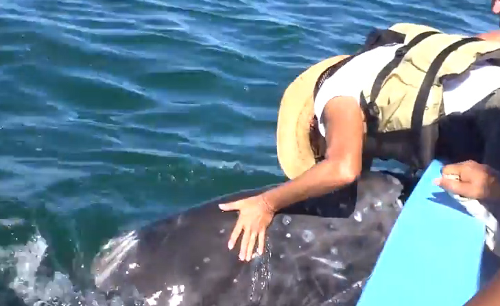 Φιλώντας μία φάλαινα