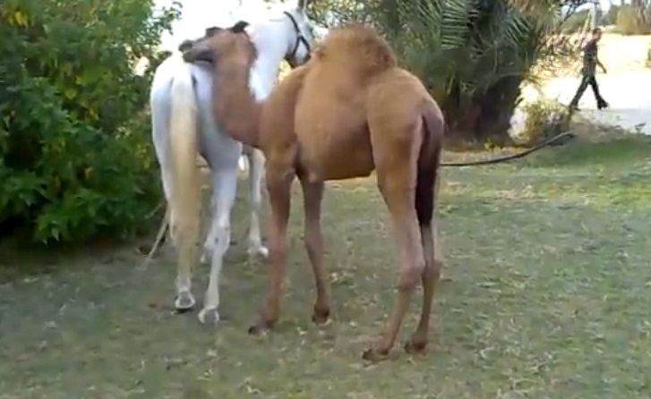 Η παιχνιδιάρα καμήλα