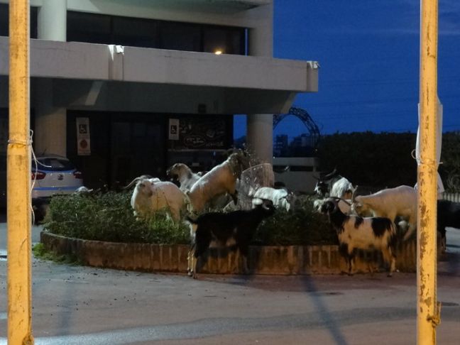 Οι κατσίκες της Ρόδου βόσκουν στο ΙΚΑ