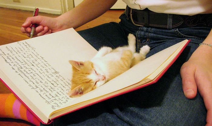 Στις γάτες δεν αρέσουν τα αφεντικά που διαβάζουν