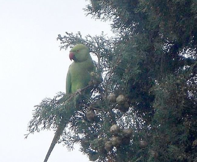 Εξωτικοί παπαγάλοι στα δέντρα της Ρεματιάς στο&#8230; Χαλάνδρι