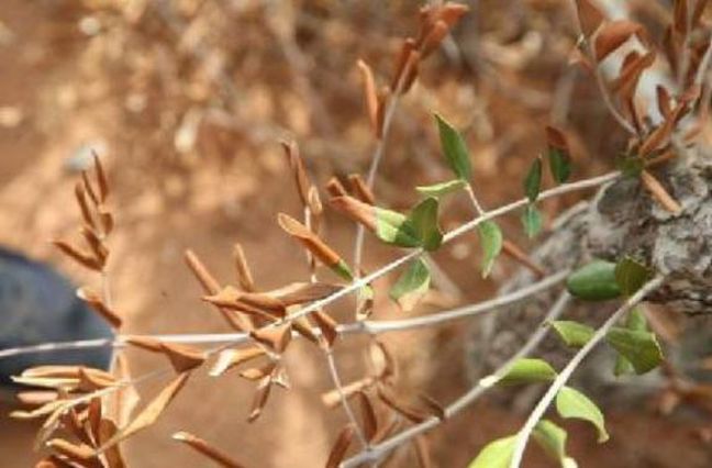 Σε εγρήγορση για το παθογόνο βακτήριο Xylella fastidiosa