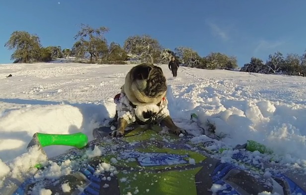 Τετράποδος snowboarder