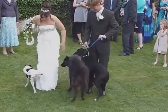 Ποτέ μην παίρνεις ένα σκύλο σε γάμο